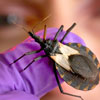 World Chagas Disease Day