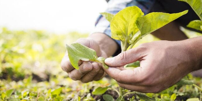 4 October - Forest Engineer Day in Colombia