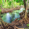 International Day for the Conservation of the Mangrove Ecosystem