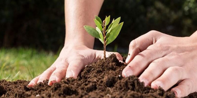 19 June - Arbor Day in Paraguay