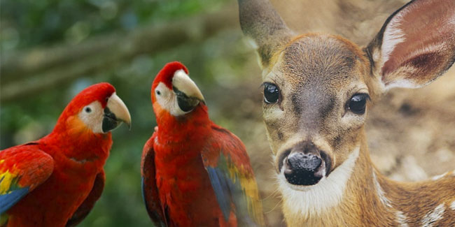 28 June - National Bird and Mammal Day in Honduras