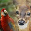 National Bird and Mammal Day in Honduras