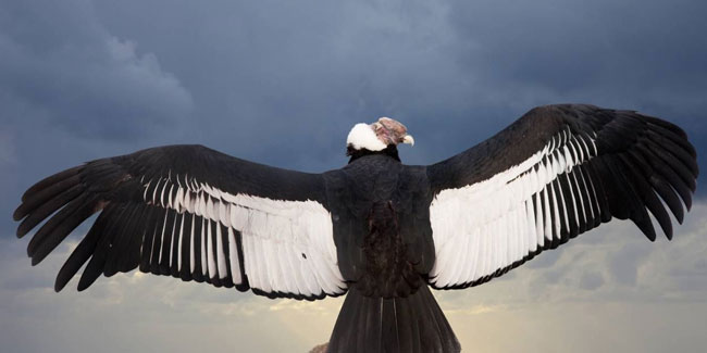 7 July - National Andean Condor Day in Ecuador