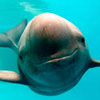 International Save the Vaquita Day