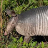 International Armadillo Day