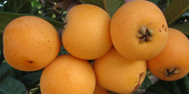 23 August - Loquat Day in Chile