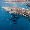 International Whale Shark Day