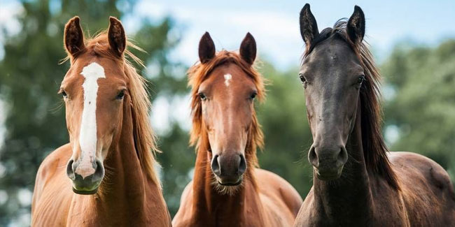 20 September - National Horse Day in Argentina