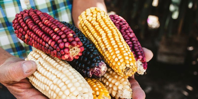 29 September - National Corn Day in Mexico