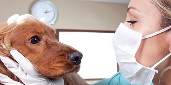 7 October - Veterinary Doctor's Day in Chile