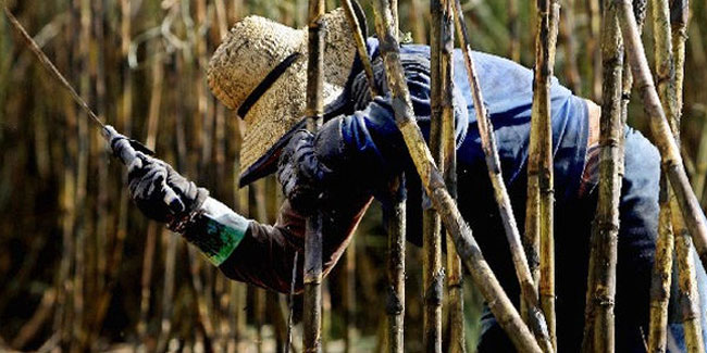 13 October - Sugar Workers Day in Cuba