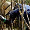 Sugar Workers Day in Cuba