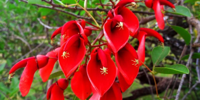 22 November - Argentina's National Flower Day