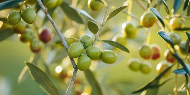 26 November - World Olive Day