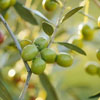 World Olive Day