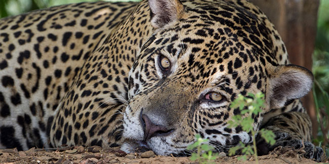 29 November - International Jaguar Day