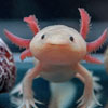 National Axolotl Day in Mexico