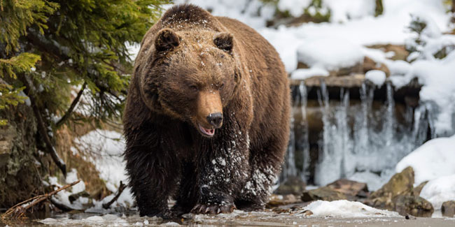 21 February - International Bear Protection Day