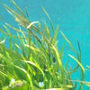 World Seagrass Day