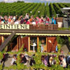 Wine festival in Werder