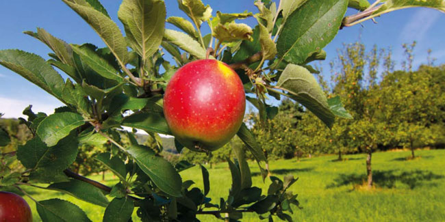 15 September - Bad Homburg Apple Day