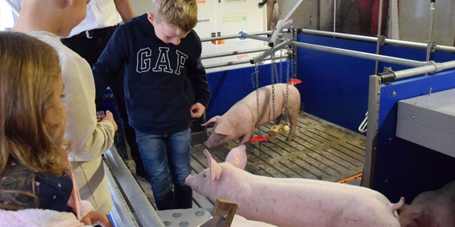 4 September - Borghorst Pig Market
