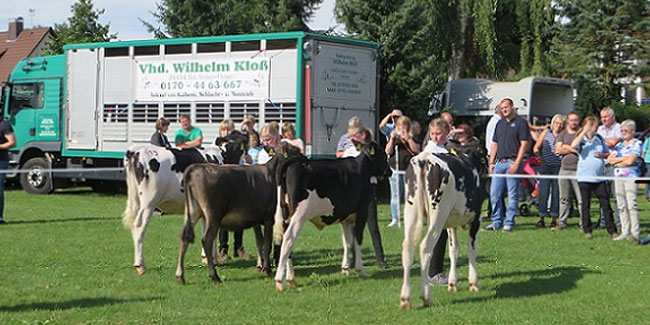 7 August - Arolsen Market and Cattle Market