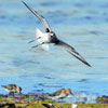 Migratory Bird Days in the Lower Saxon Wadden Sea National Park