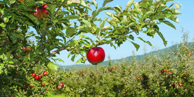 11 March - National Johnny Appleseed Day in the United States