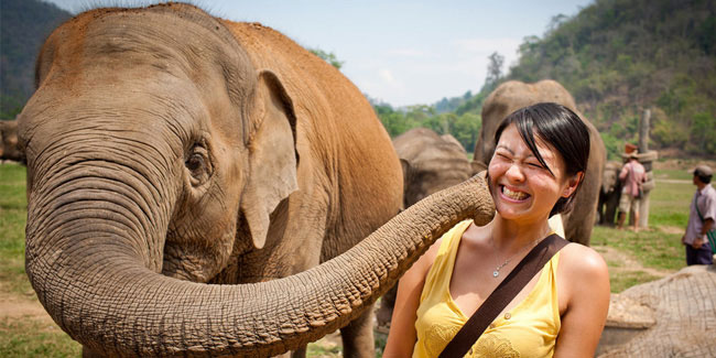 13 March - National Elephant Day in Thailand