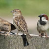 World Sparrow Day