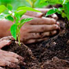 Arbor Day in Portugal