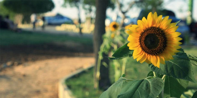 1 May - International Sunflower Guerrilla Gardening Day