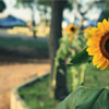 International Sunflower Guerrilla Gardening Day