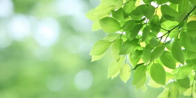 4 May - Greenery Day in Japan