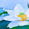 White Lotus Day