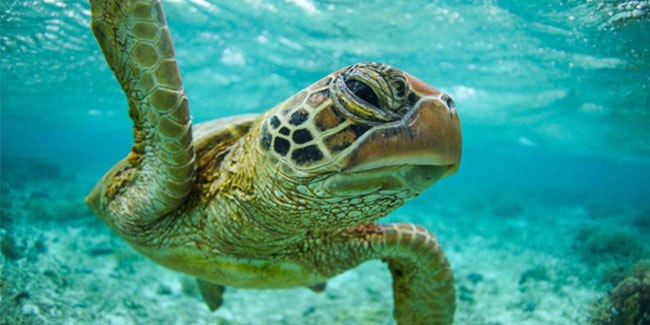 23 May - World Turtle Day