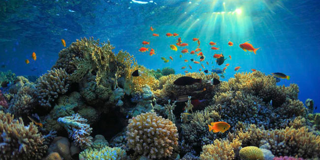 9 June - Coral Triangle Day