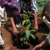 Arbor Day in Egypt