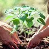 Arbor Day in the Philippines