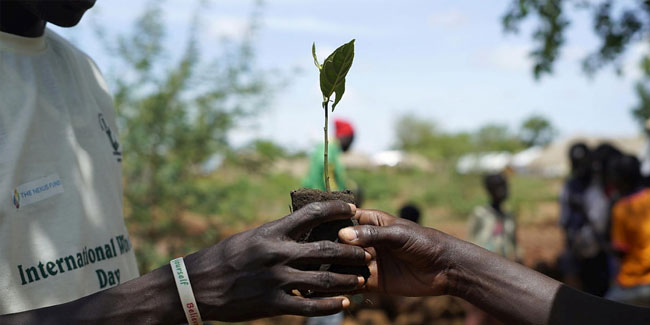 Событие 22 июля - День посадки деревьев в Центральноафриканской Республике