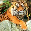 International Tiger Day or Global Tiger Day