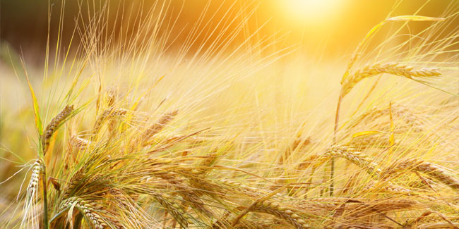 1 August - Lughnasadh in the Northern hemisphere, Imbolc in the Southern hemisphere