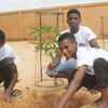 Arbor Day in Niger