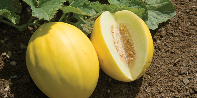 11 August - Melon Day in Turkmenistan
