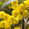 Wattle Day