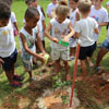 Arbor Day in Brazil