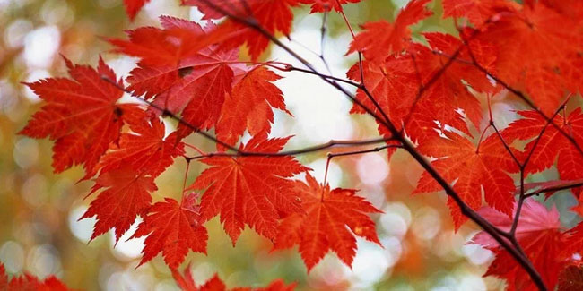 25 September - Maple Leaf Day in Canada