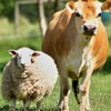 World Day for Farmed Animals