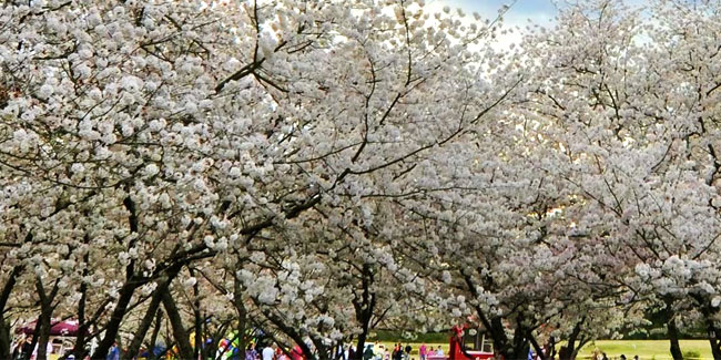 16 March - Macon Blooming Cherry Festival